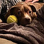 Hersheybar is registered to the contest to win money with this photo: dog, brown_dog, tennis_ball, blanket, hand, petting, cozy, indoor, close_up, resting, animal, fur, ears, eyes, snout, couch, comfort, relaxation, human_hand, soft_texture