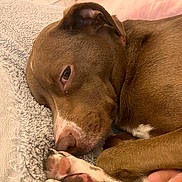 Hersheybar is registered to the contest to win money with this photo: dog, brown_dog, pet, sleeping, closeup, paw, blanket, cozy, fur, resting, indoors, cute, animal, canine, snug, relaxed, nose, ears, lying_down, comfort