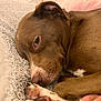 dog, brown_dog, pet, sleeping, closeup, paw, blanket, cozy, fur, resting, indoors, cute, animal, canine, snug, relaxed, nose, ears, lying_down, comfort