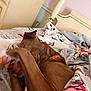 Hersheybar joined the competition — help win amazing prizes! dog, brown_dog, bed, blanket, paw, cozy, sleeping, indoor, furniture, comfort, resting, collar, cute, playful, animal, pet, canine, blanket_pattern, home, relaxing