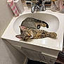 Max joined the competition — help win amazing prizes! cat, tabby_cat, sink, bathroom, faucet, soap_dispenser, decor, towel, white_sink, home, curious_cat, pet, striped_cat, relaxed, indoor, feline, looking_up, domestic_cat, bathroom_counter, household