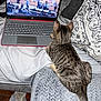 blanket, cat, couch, cozy, curious, domestic, feline, furniture, gray, home, indoor, laptop, people_on_screen, pet, political_meeting, screen, tabby, technology, watching, wooden_floor