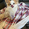 dog, chihuahua, small_dog, fluffy, white_fur, tan_fur, long_hair, pointy_ears, licking_nose, sitting, pet, canine, indoors, leather_sofa, plaid_blanket, cozy, portrait, cute, animal_photography, watermark