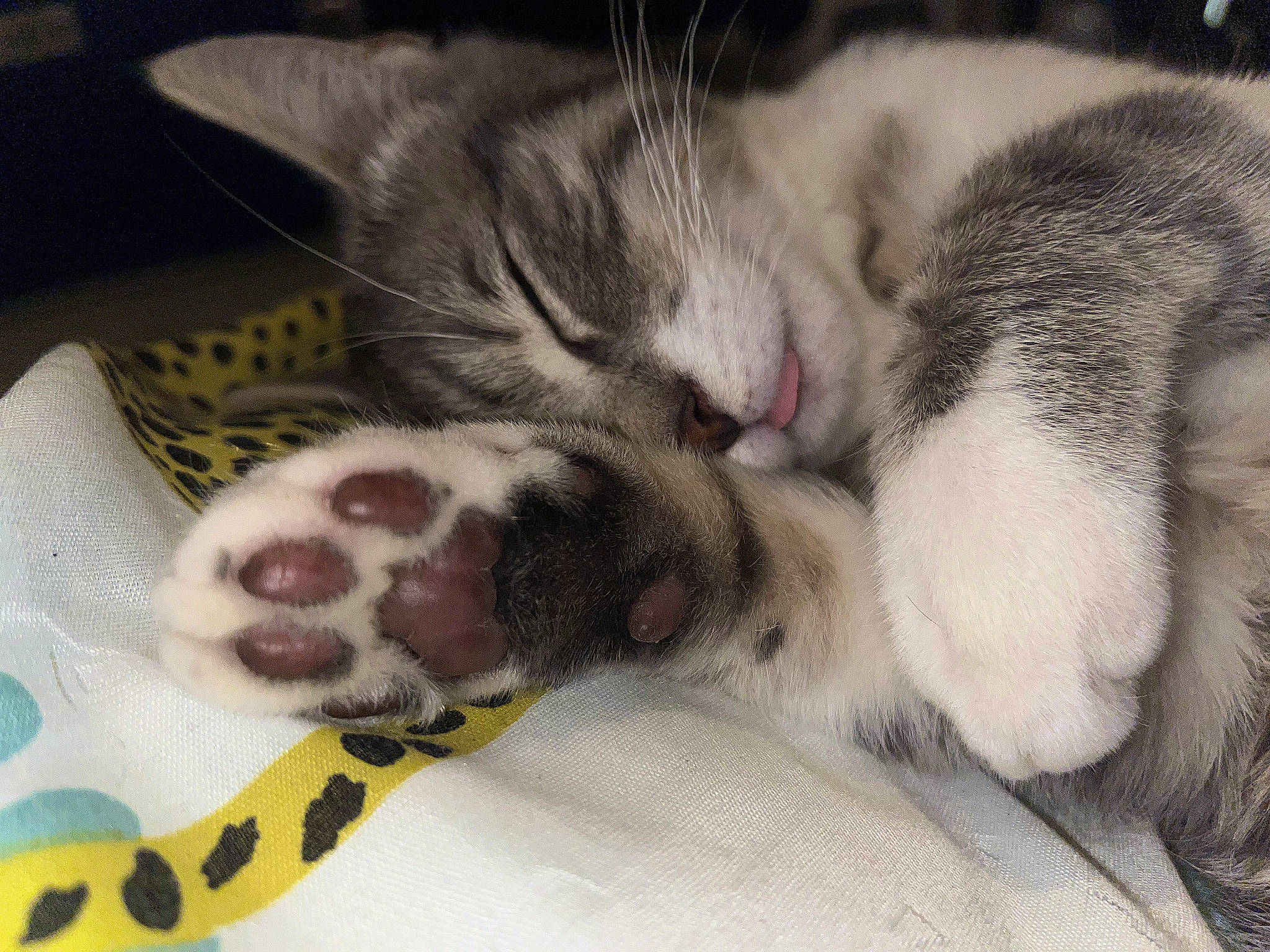 Taz participe au concours pour gagner de l'argent avec cette photo : carnivore, cat, cat_supply, claw, comfort, domestic_short_haired_cat, fawn, felidae, fur, mammal, nap, paw, sleep, small_to_medium_sized_cats, snout, tail, terrestrial_animal, whiskers