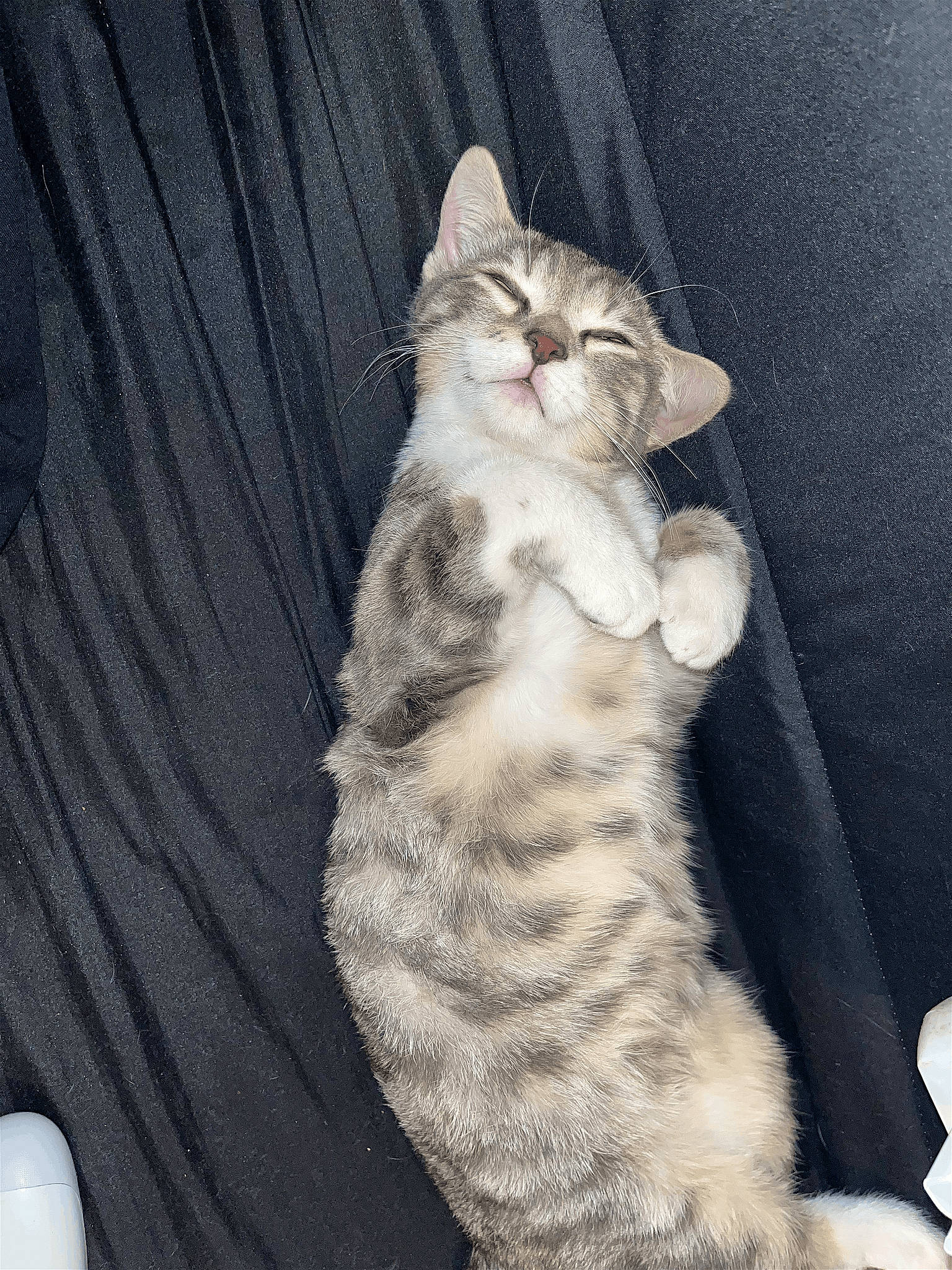 Taz participe au concours pour gagner de l'argent avec cette photo : carnivore, cat, claw, comfort, domestic_short_haired_cat, eye, fawn, felidae, foot, fur, paw, sitting, small_to_medium_sized_cats, snout, tail, terrestrial_animal, whiskers