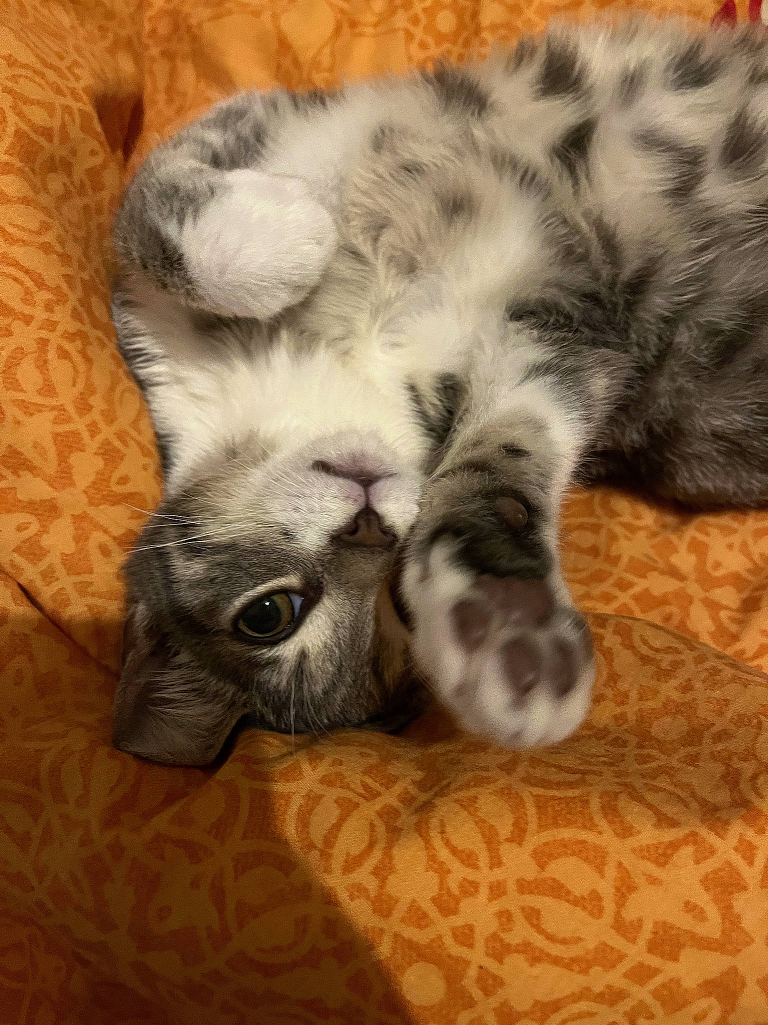 Taz participe au concours pour gagner de l'argent avec cette photo : carnivore, cat, claw, cloud, comfort, domestic_short_haired_cat, felidae, foot, fur, grey, nap, paw, sleep, small_to_medium_sized_cats, snout, tail, terrestrial_animal, whiskers, wildlife, wood