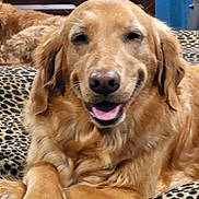 Torri Ealy is registered to the contest to win money with this photo: dog, golden_retriever, smiling, pet, indoor, leopard_print, blanket, furniture, wood, brown, canine, happy, animal, resting, cozy, tongue_out, ears, face, fur, closeup