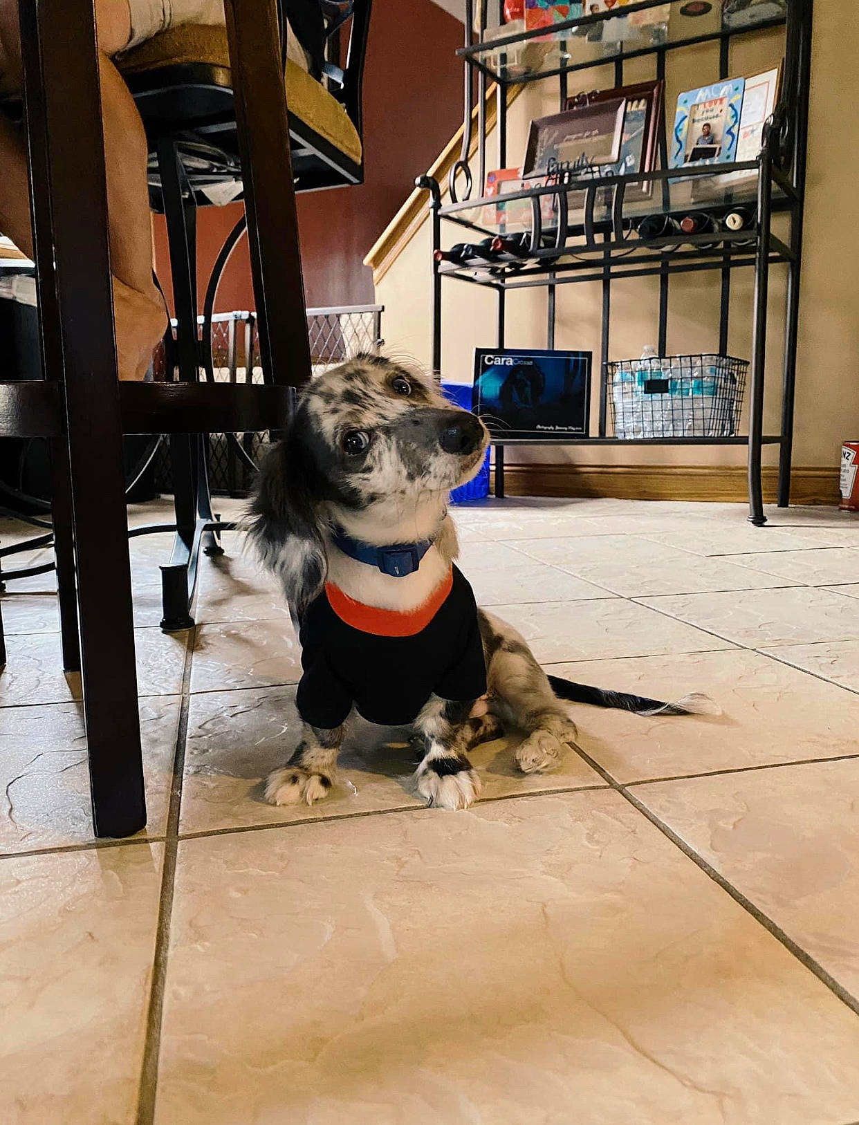 Philly joined the competition — help win amazing prizes! carnivore, chair, collar, companion_dog, dog, dog_breed, dog_clothes, dog_collar, dog_supply, fawn, floor, flooring, hardwood, leash, snout, sporting_group, table, toy_dog, wood, working_animal