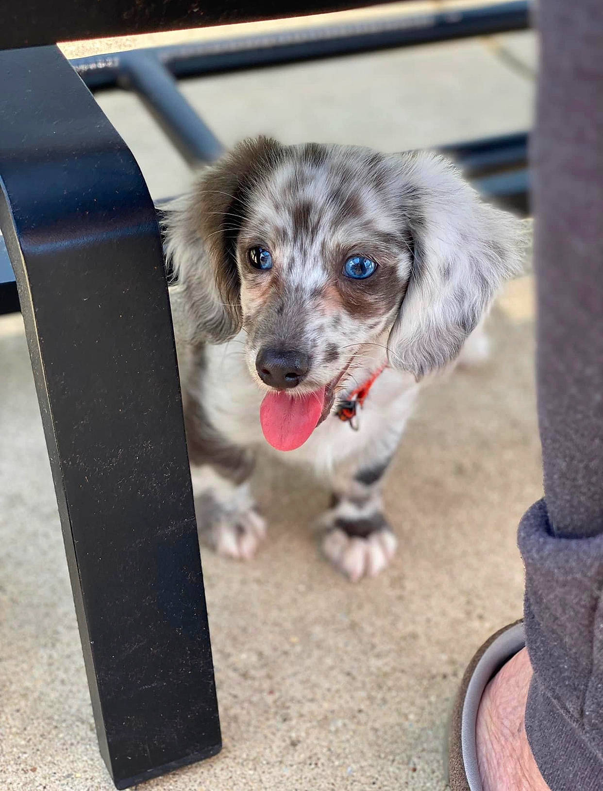 Philly is registered to the contest to win money with this photo: animal_shelter, australian_shepherd, canidae, carnivore, companion_dog, dog, dog_breed, dog_crate, dog_supply, fur, leash, paw, pet_supply, puppy, snout, sporting_group, toy_dog, whiskers, working_animal, working_dog