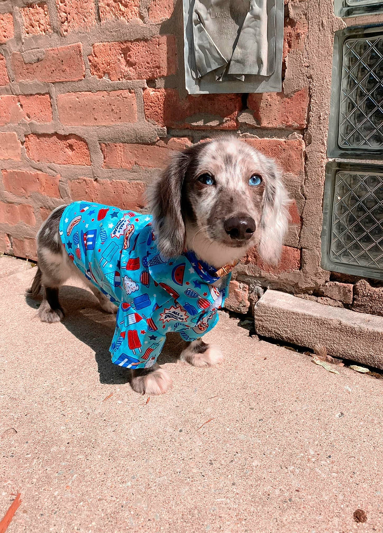 Philly joined the competition — help win amazing prizes! art, brick, brickwork, canidae, carnivore, companion_dog, dog, dog_breed, dog_clothes, dog_supply, fawn, fur, leash, pet_supply, road_surface, snout, sporting_group, toy_dog, window, working_animal