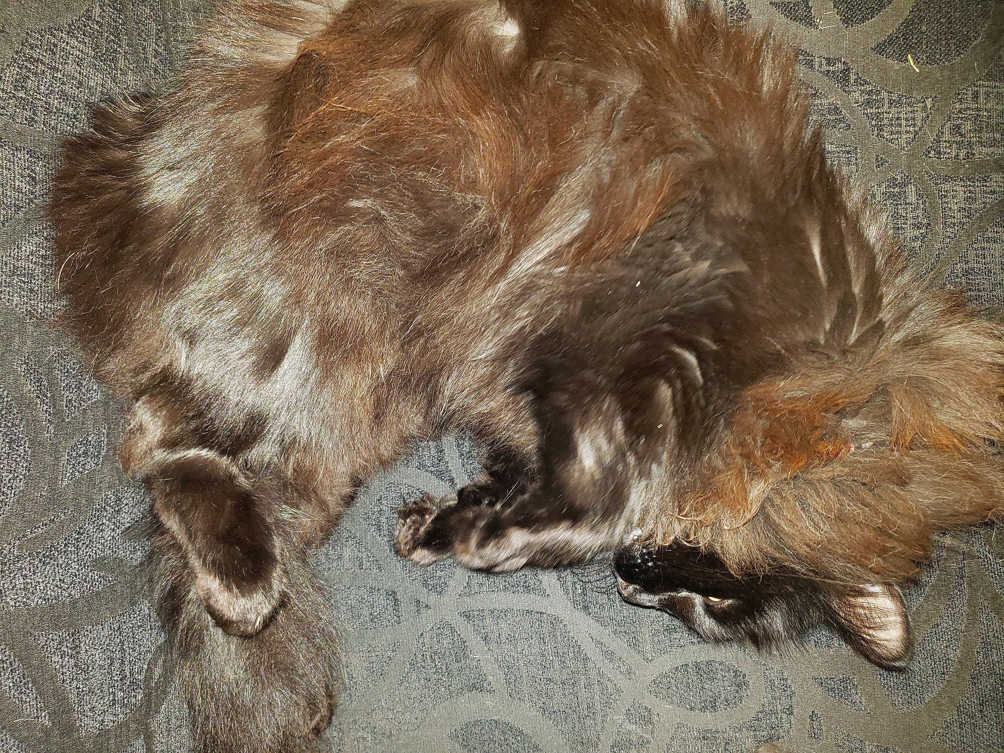 Hyde joined the competition — help win amazing prizes! canidae, carnivore, claw, companion_dog, dog_breed, estrela_mountain_dog, fawn, felidae, fur, liver, natural_material, paw, small_to_medium_sized_cats, sporting_group, tail, terrestrial_animal, whiskers, wildlife, zoo