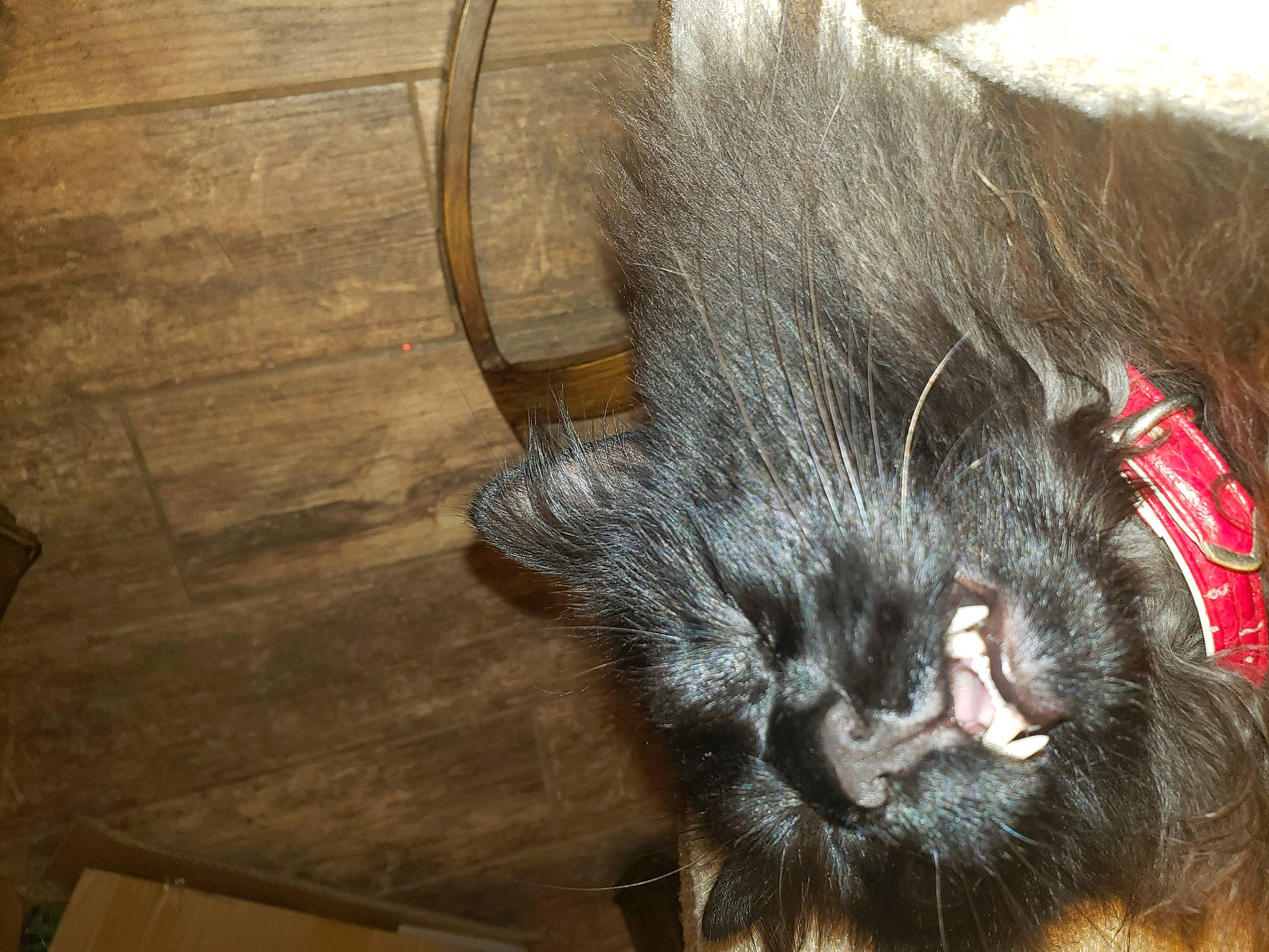 Hyde joined the competition — help win amazing prizes! black_cat, carnivore, cat, claw, dog_breed, domestic_short_haired_cat, felidae, flooring, foot, fur, hardwood, liver, paw, small_to_medium_sized_cats, snout, sporting_group, tail, terrestrial_animal, whiskers, wood