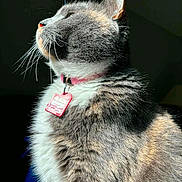Mitten is registered to the contest to win money with this photo: animal, cat, closeup, collar, cute, domestic, feline, fur, gray, indoor, peaceful, pet, pink, portrait, profile, shadow, sunlight, tag, whiskers, white