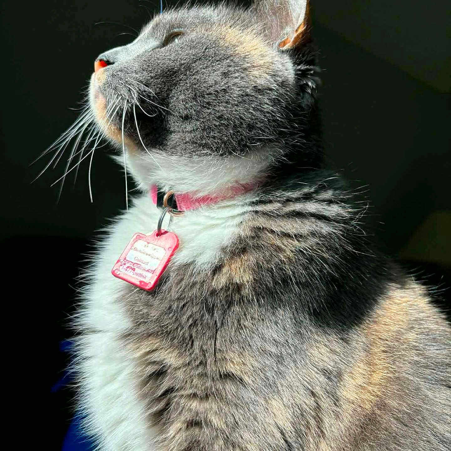 Mitten