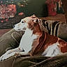 Chloé is registered to the contest to win money with this photo: animal, basket, blanket, bookshelf, brown, carpet, cozy, decor, dog, elmo, furniture, holiday, indoor, lighting, pet, relaxed, resting, side_view, toy, white