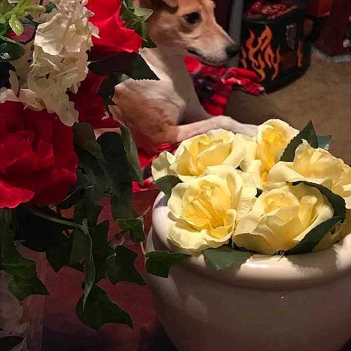Chloé