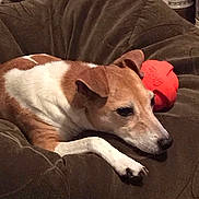 Chloé joined the competition — help win amazing prizes! animal, beanbag, brown_and_white, canine, comfortable, container, cozy, dog, domestic, ears, furniture, indoor, mug, paw, pet, relaxed, resting, side_view, snout, toy