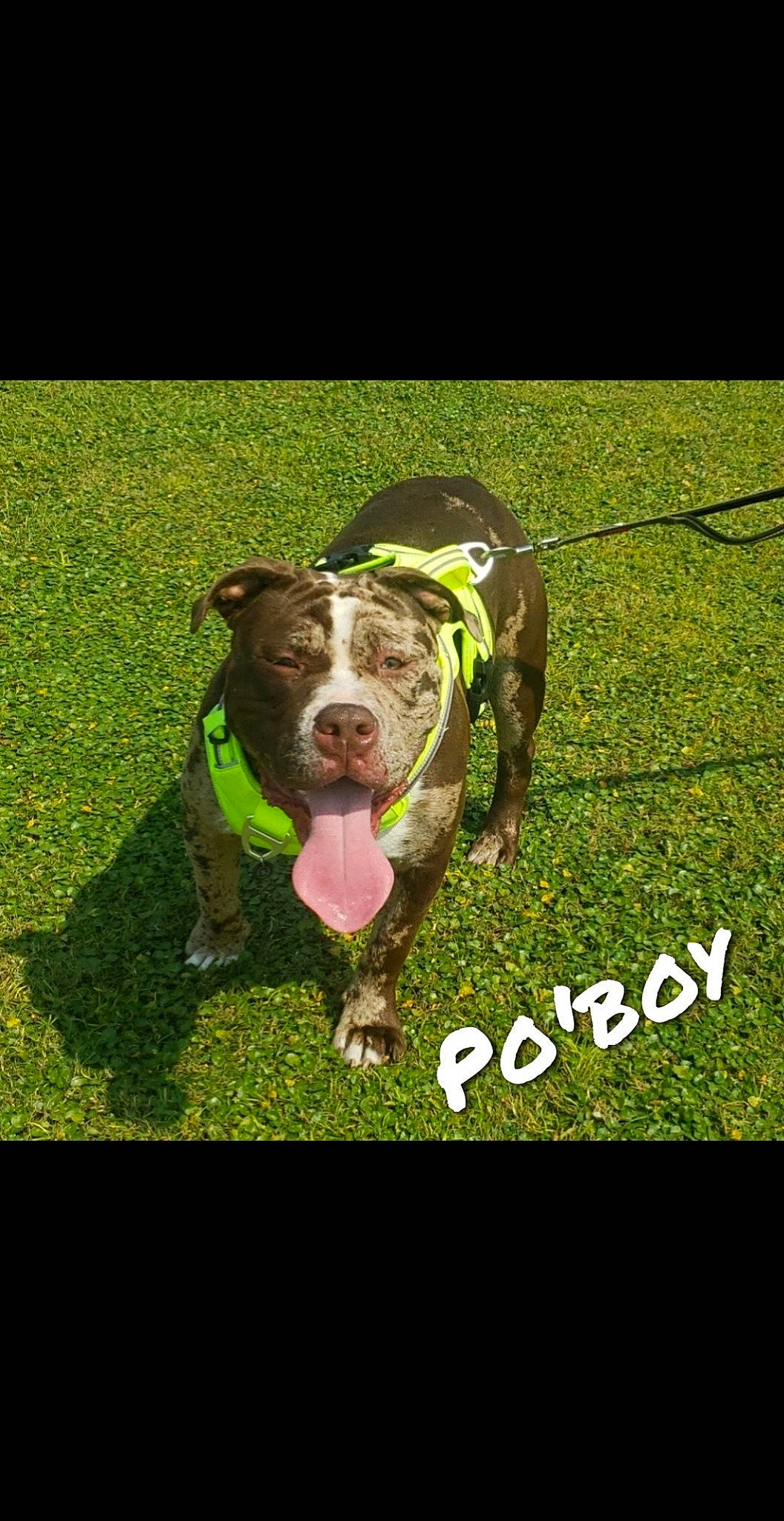 Po'Boy is registered to the contest to win money with this photo: canidae, carnivore, collar, companion_dog, dog, dog_breed, font, grass, grassland, happy, logo, non_sporting_group, pet_supply, photo_caption, plant, rectangle, snout, sporting_group, working_animal, working_dog