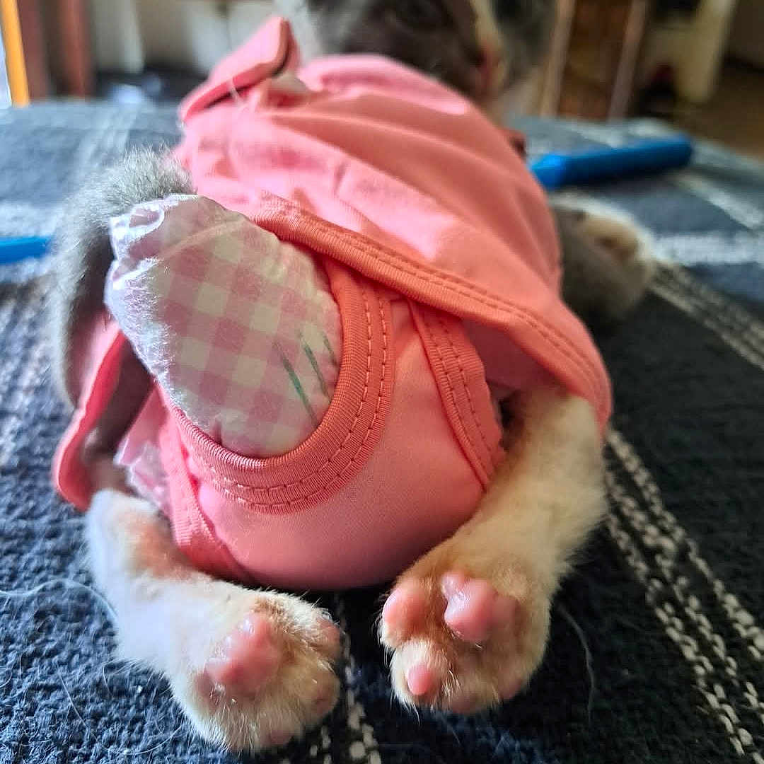 Ivar The Boneless joined the competition — help win amazing prizes! animal, blanket, cat, cozy, cute, domestic, feline, fur, furry, indoor, kitten, paws, pet, pink_clothing, resting, sleeping, small, soft, texture, young