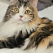 Clover is registered to the contest to win money with this photo: animal, calico, cat, close_up, curious, cute, domestic_cat, feline, fluffy, indoor, long_hair, pet, portrait, relaxed, resting, soft_fur, tabby, whiskers, white_towel, yellow_eyes