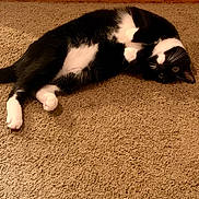 Beardsley is registered to the contest to win money with this photo: cat, black_and_white, carpet, indoor, pet, feline, lying_down, curious, playful, paws, fur, whiskers, animal, domestic, cute, relaxed, resting, house, floor, wall