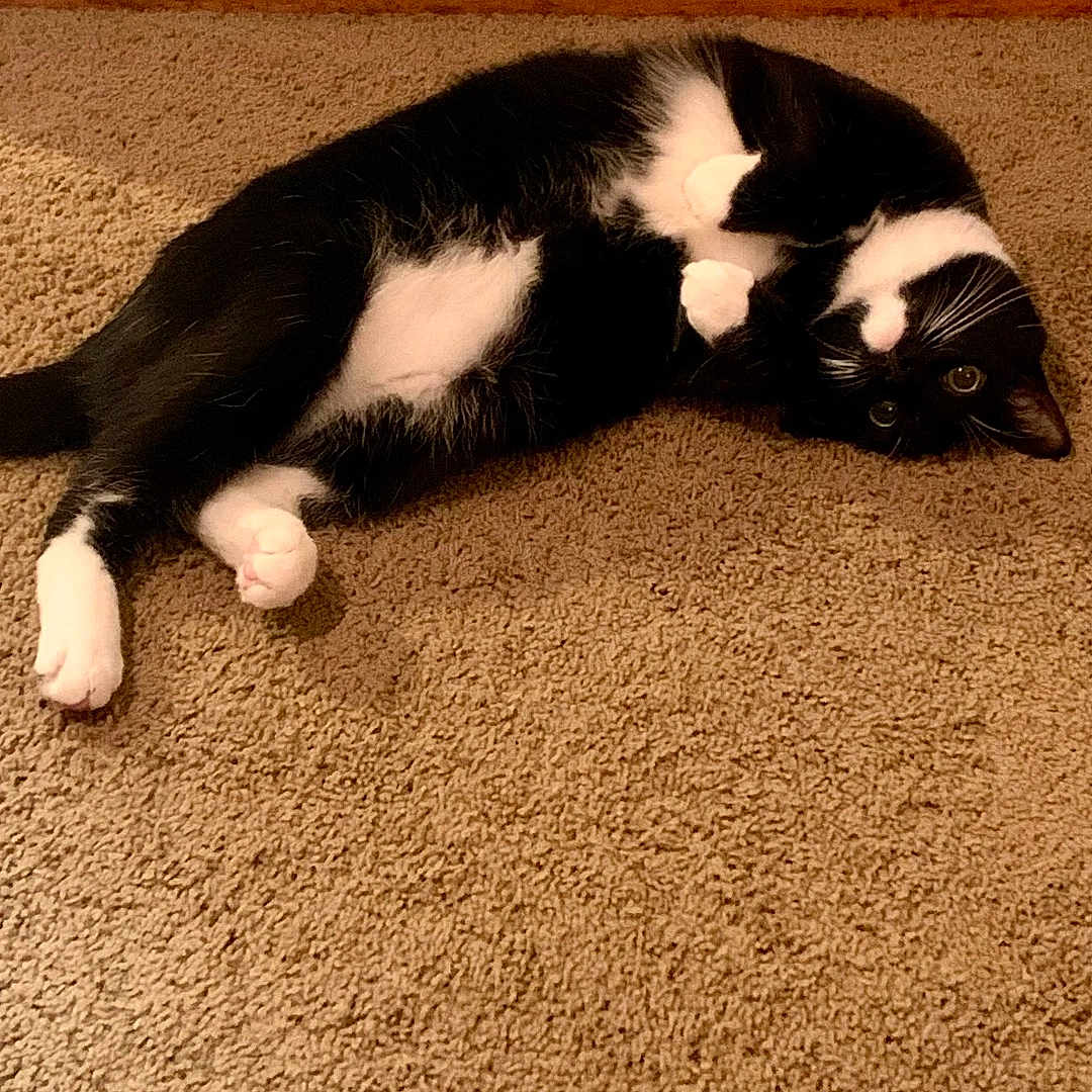 Beardsley is registered to the contest to win money with this photo: animal, black_and_white, carpet, cat, curious, cute, domestic, feline, floor, fur, house, indoor, lying_down, paws, pet, playful, relaxed, resting, wall, whiskers