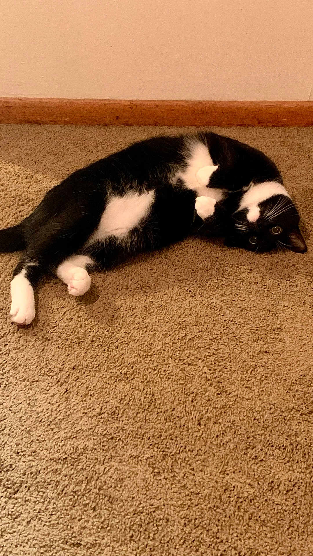 Beardsley is registered to the contest to win money with this photo: cat, black_and_white, carpet, indoor, pet, feline, lying_down, curious, playful, paws, fur, whiskers, animal, domestic, cute, relaxed, resting, house, floor, wall
