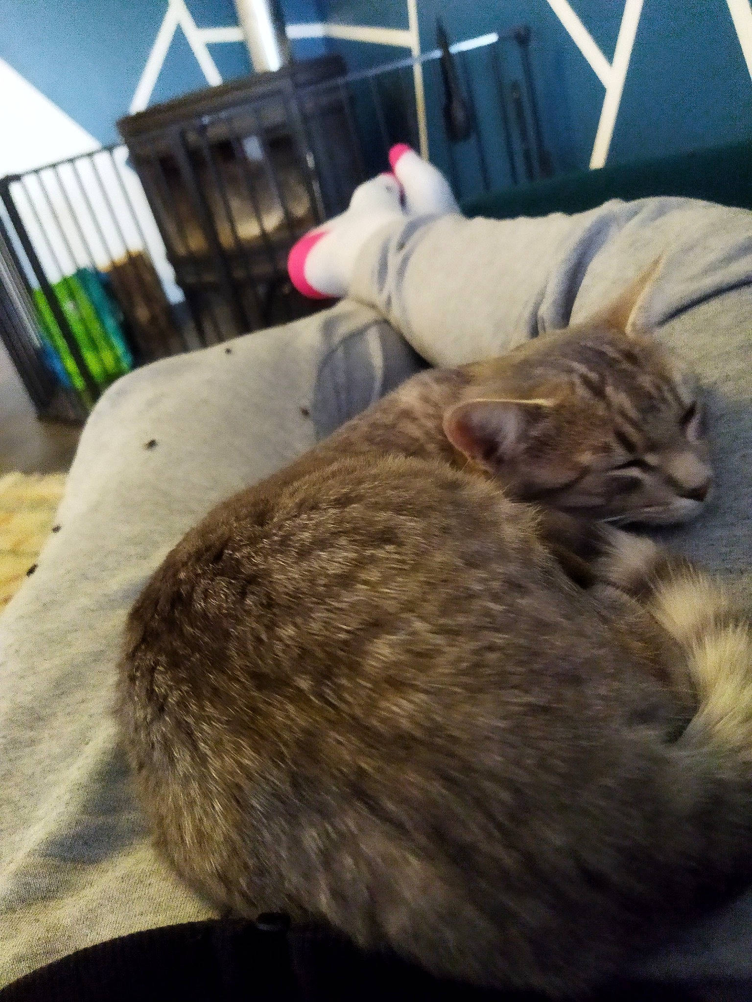 Coquine a rejoint le concours — aidez-le/la à gagner de superbes lots ! carnivore, cat, claw, comfort, domestic_short_haired_cat, fawn, felidae, flooring, fur, linens, mammal, nap, paw, room, small_to_medium_sized_cats, snout, tail, vertebrate, whiskers, wood