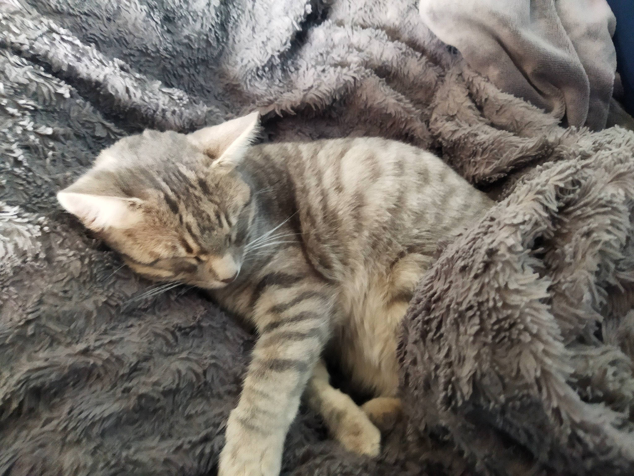 Coquine participe au concours pour gagner de l'argent avec cette photo : carnivore, cat, claw, close_up, comfort, domestic_short_haired_cat, felidae, fur, grass, grey, nap, paw, sleep, small_to_medium_sized_cats, snout, tail, terrestrial_animal, tree, whiskers, wood