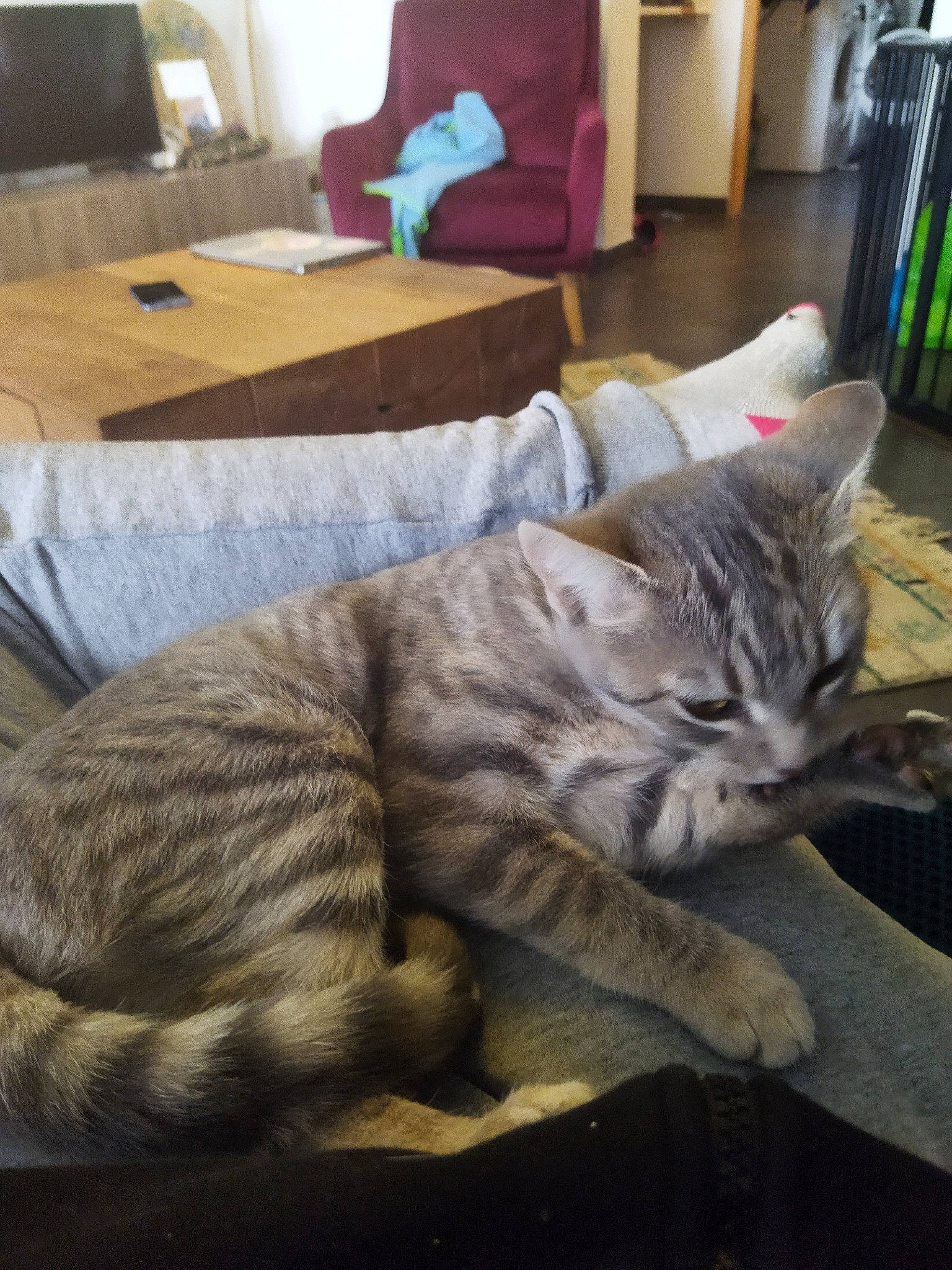 Coquine participe au concours pour gagner de l'argent avec cette photo : carnivore, cat, claw, comfort, domestic_short_haired_cat, felidae, flooring, fur, furniture, grey, hardwood, paw, room, sitting, small_to_medium_sized_cats, snout, table, tail, whiskers, wood