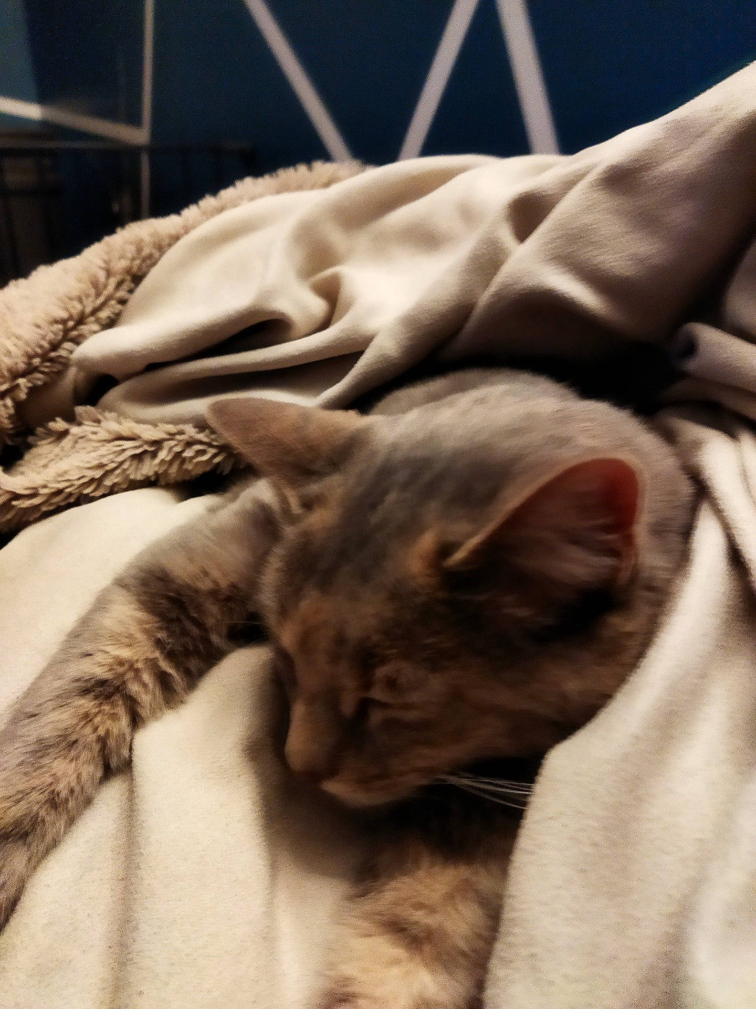 Bigoudi participe au concours pour gagner de l'argent avec cette photo : bedding, brown, carnivore, cat, cat_supply, claw, comfort, domestic_short_haired_cat, ear, fawn, felidae, fur, linens, nap, paw, small_to_medium_sized_cats, snout, tail, terrestrial_animal, whiskers