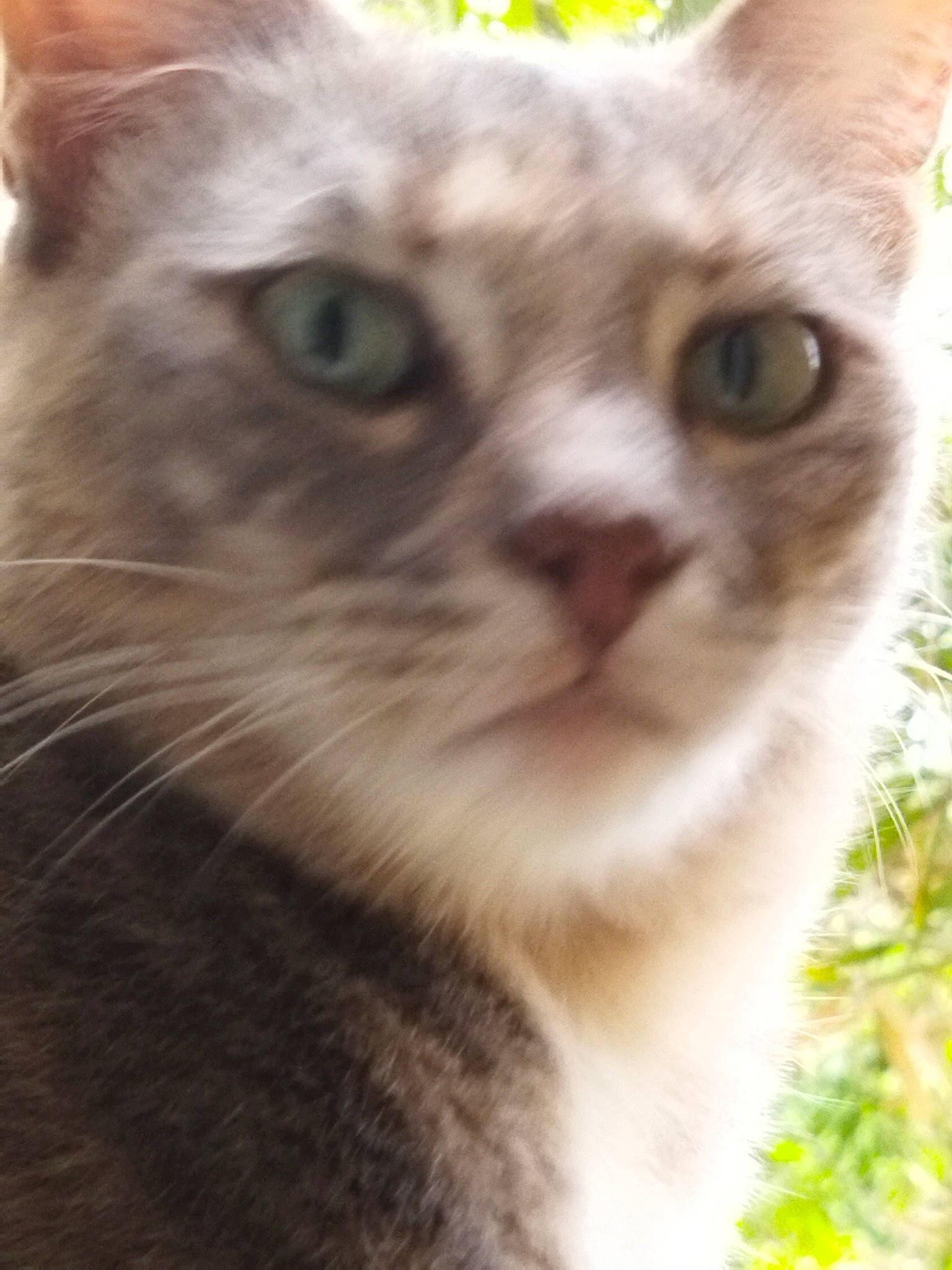 Bigoudi participe au concours pour gagner de l'argent avec cette photo : carnivore, cat, domestic_short_haired_cat, fawn, felidae, fur, grass, plant, small_to_medium_sized_cats, snout, terrestrial_animal, tree, whiskers, window