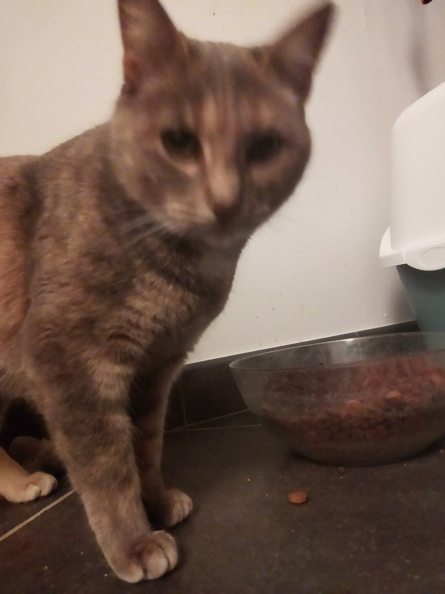 Bigoudi participe au concours pour gagner de l'argent avec cette photo : carnivore, cat, cat_supply, domestic_short_haired_cat, felidae, fur, grey, metal, paw, pet_supply, plate, serveware, sitting, small_to_medium_sized_cats, snout, tail, whiskers, window