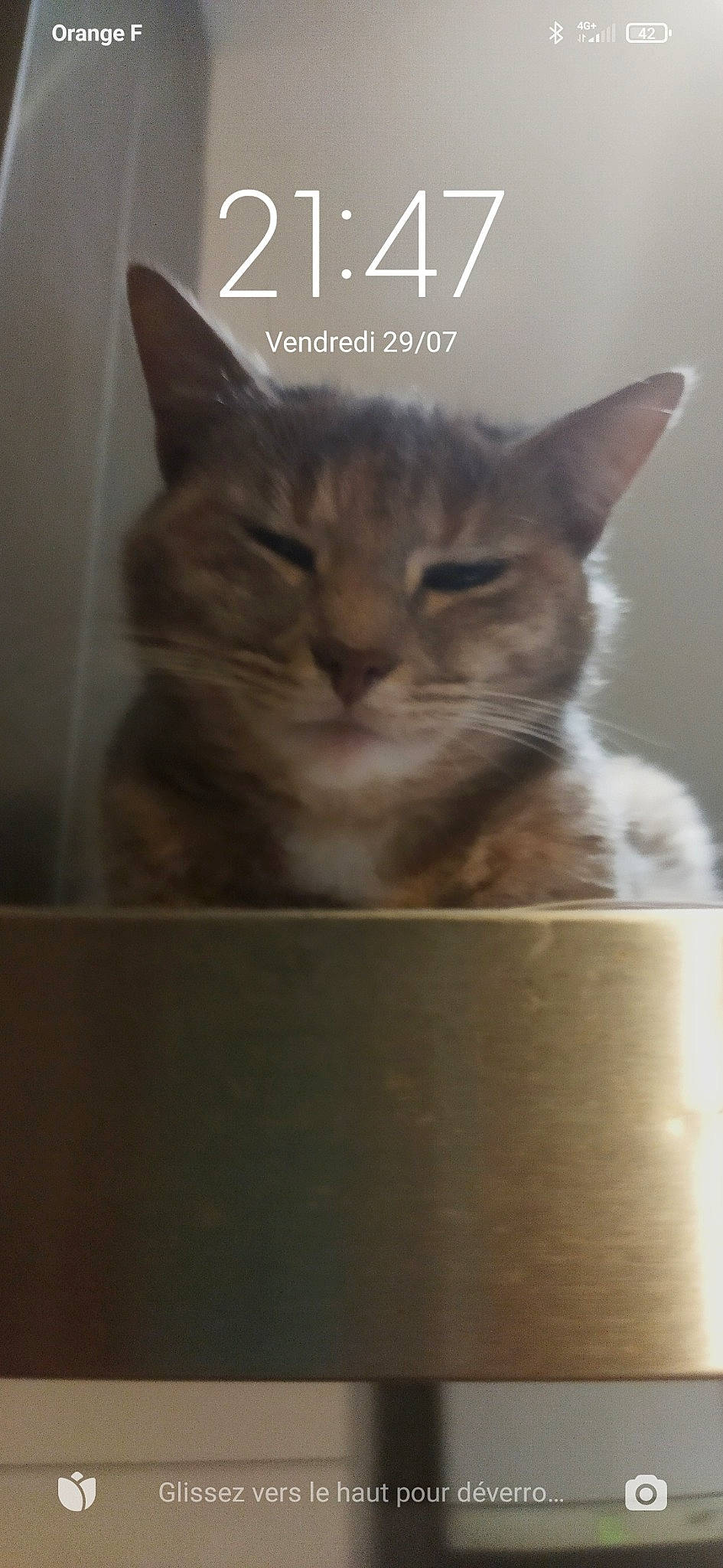 Bigoudi participe au concours pour gagner de l'argent avec cette photo : box, cardboard, carnivore, cat, cat_furniture, cat_supply, domestic_short_haired_cat, fawn, felidae, font, fur, paw, pet_supply, photo_caption, shipping_box, small_to_medium_sized_cats, snout, whiskers