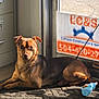 dog, mat, toy, rope_toy, sunlight, window, sign, carpet, paw, brown_coat, pet, portrait, looking_at_camera, floor, filing_cabinet, business_sign, phone_number, shadow, indoor, relaxed_pose