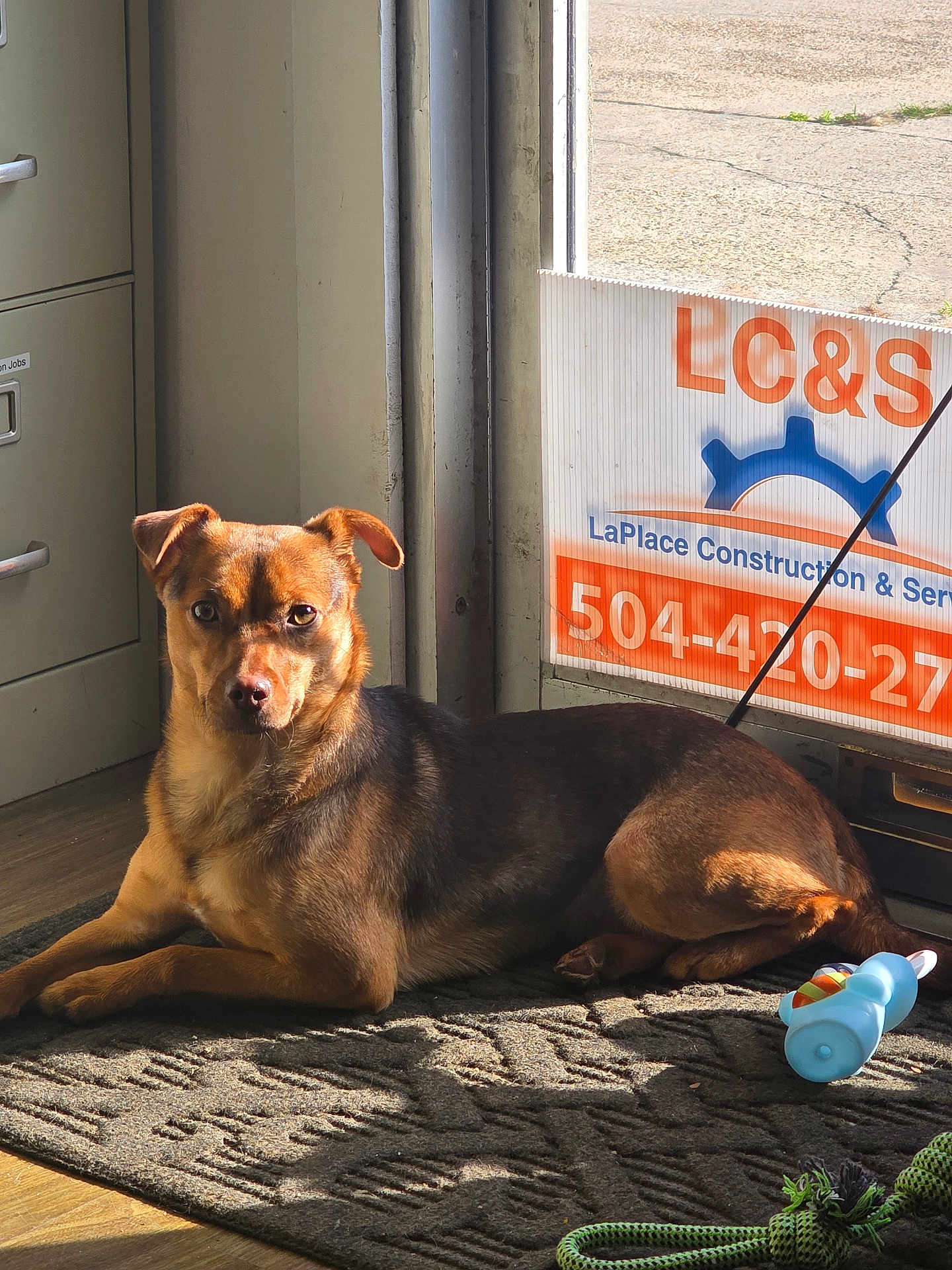 Raine is registered to the contest to win money with this photo: dog, mat, toy, rope_toy, sunlight, window, sign, carpet, paw, brown_coat, pet, portrait, looking_at_camera, floor, filing_cabinet, business_sign, phone_number, shadow, indoor, relaxed_pose