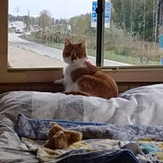 Nougatine a rejoint le concours — aidez-le/la à gagner de superbes lots ! cat, bed, window, quilt, stuffed_toy, indoor, orange_cat, white_cat, furniture, animal, pet, rainy_window, road_sign, blurred, soft_light, cozy, resting, looking_outside, home, sleeping_area