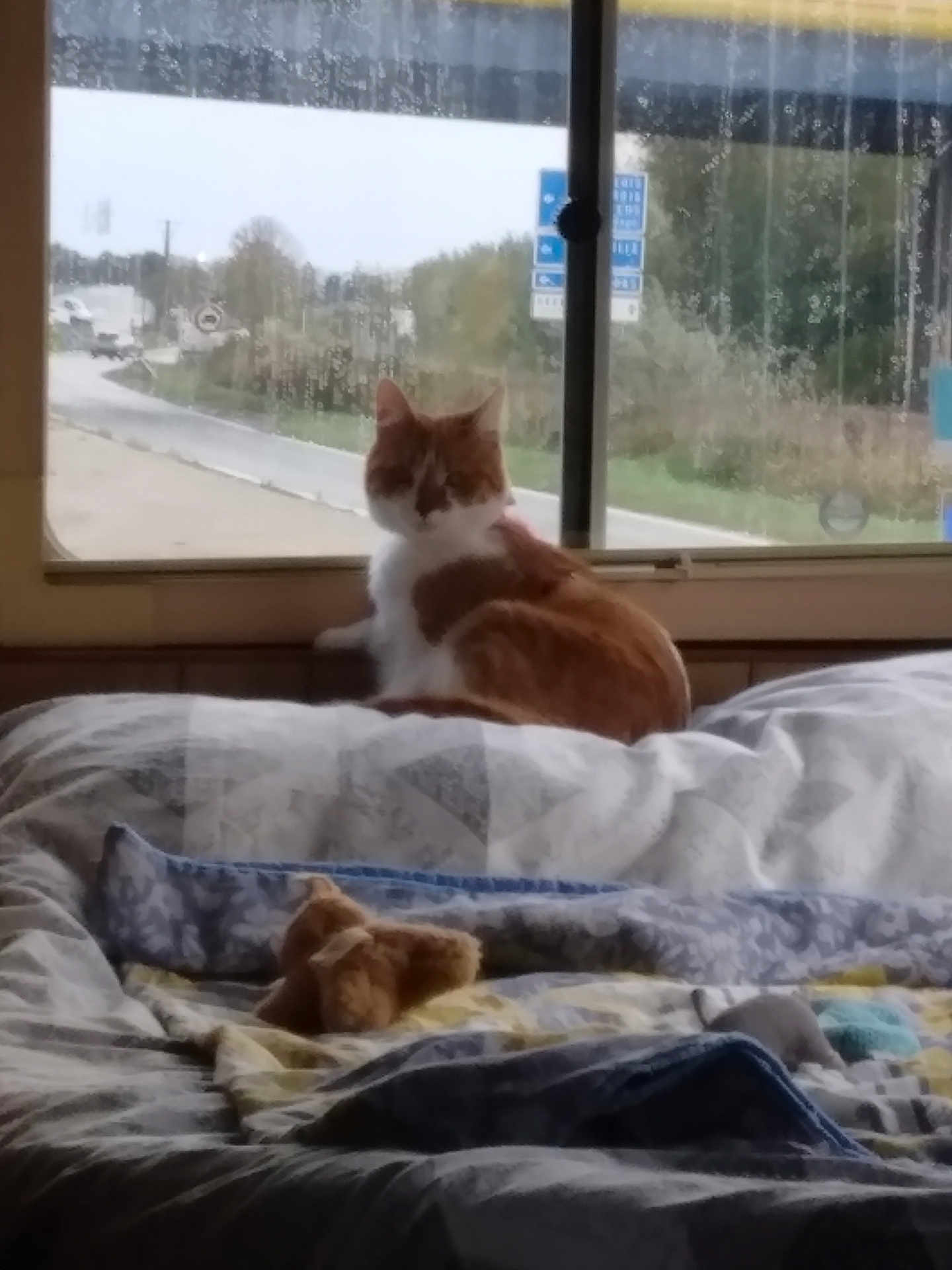 Nougatine a rejoint le concours — aidez-le/la à gagner de superbes lots ! cat, bed, window, quilt, stuffed_toy, indoor, orange_cat, white_cat, furniture, animal, pet, rainy_window, road_sign, blurred, soft_light, cozy, resting, looking_outside, home, sleeping_area