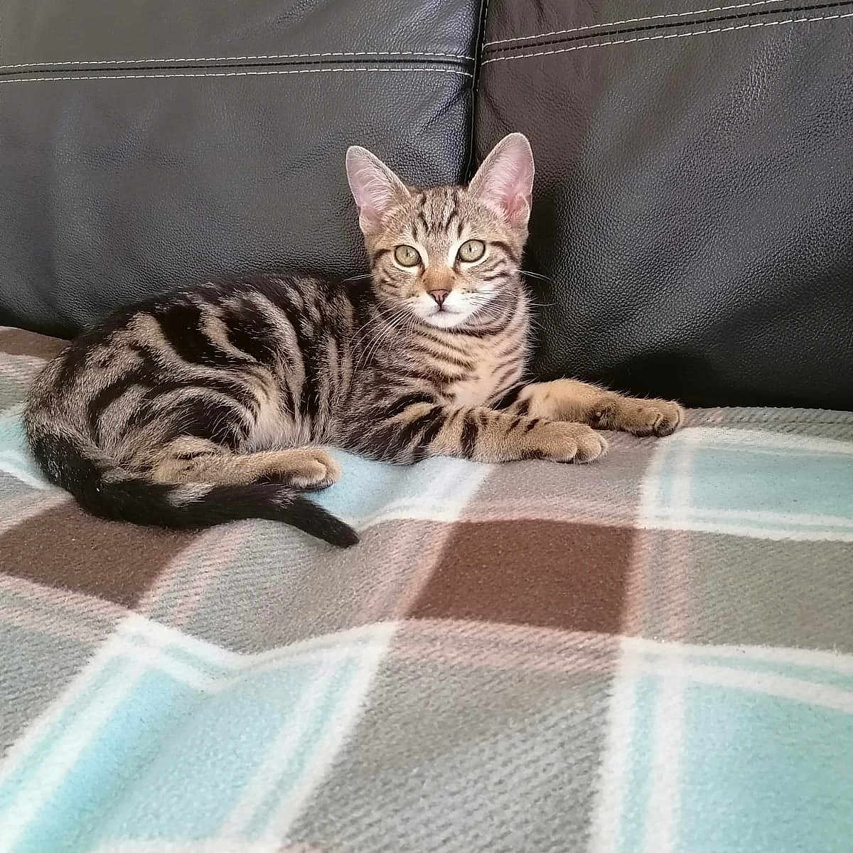 Simba participe au concours pour gagner de l'argent avec cette photo : animal, blanket, cat, couch, cute, ears, eyes, feline, fur, indoor, kitten, leather, pet, plaid, relaxed, resting, striped, tabby, whiskers, young