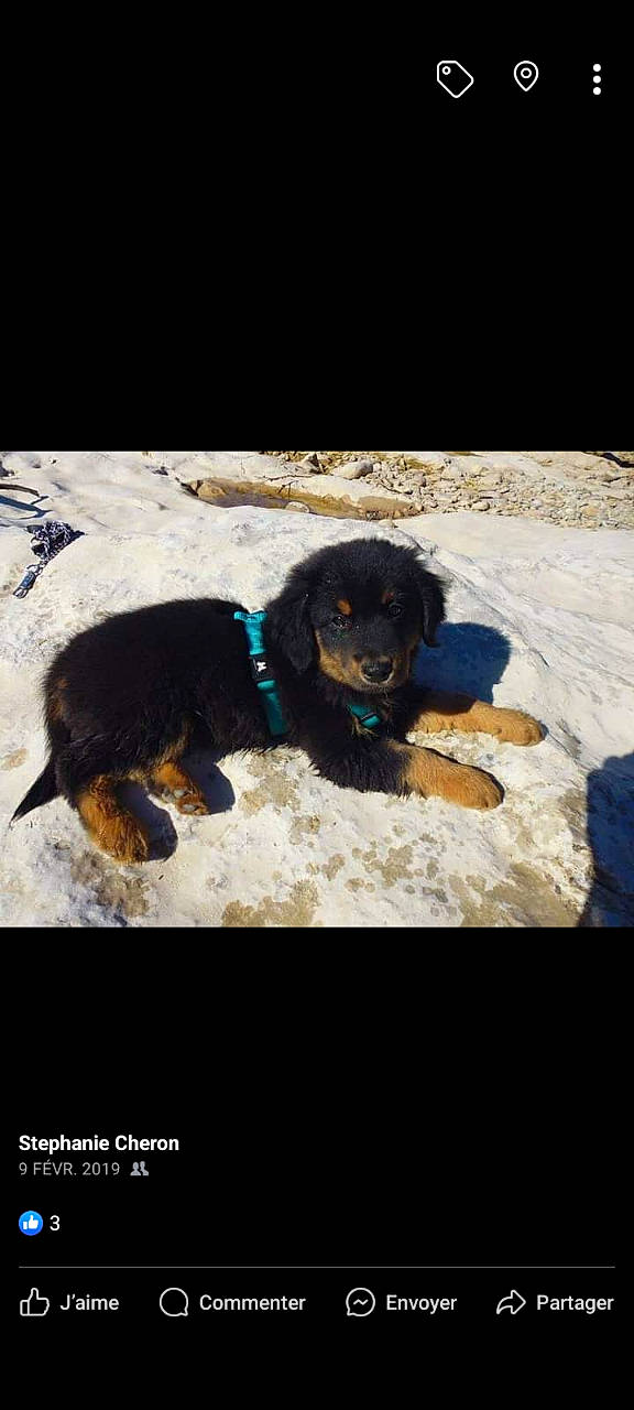 Wali a rejoint le concours — aidez-le/la à gagner de superbes lots ! canidae, carnivore, companion_dog, dog, dog_breed, electric_blue, fur, guard_dog, liver, puppy, rectangle, sleeve, snout, snow, sporting_group, tail, toy, toy_dog, winter, working_animal