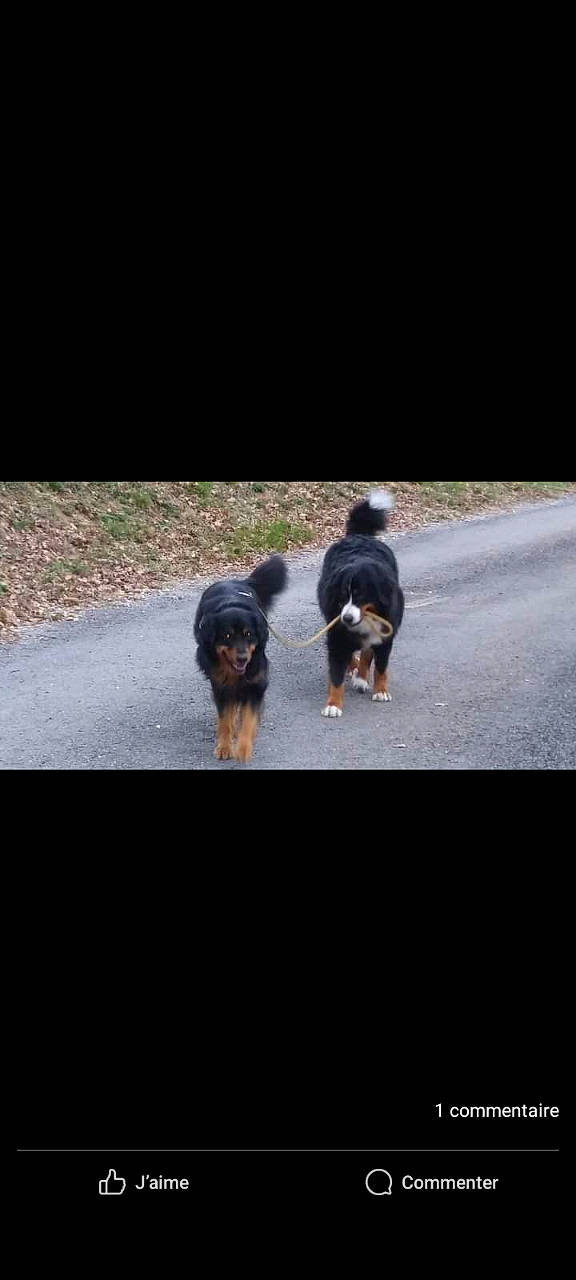 Wali a rejoint le concours — aidez-le/la à gagner de superbes lots ! asphalt, canidae, carnivore, companion_dog, darkness, dog, dog_breed, driveway, fur, gesture, grass, plant, road, road_surface, shadow, sporting_group, tar, tints_and_shades, walking, working_dog