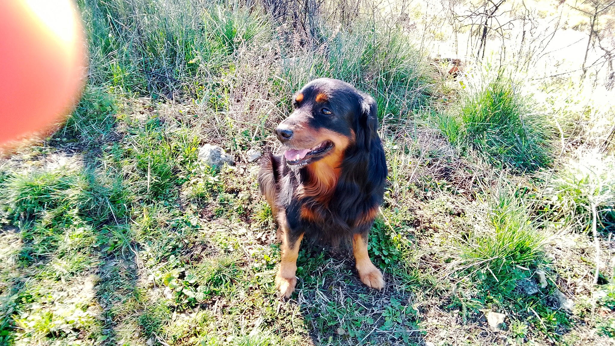 Wali participe au concours pour gagner de l'argent avec cette photo : canidae, carnivore, companion_dog, dog, dog_breed, grass, hunting_dog, plant, sporting_group, terrestrial_animal, working_animal, working_dog