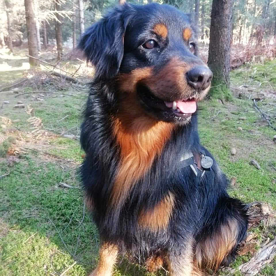 Wali