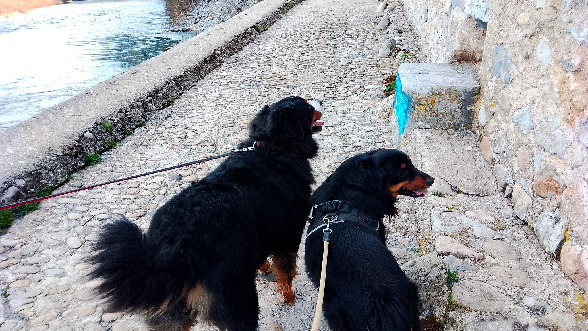 Wali participe au concours pour gagner de l'argent avec cette photo : canidae, carnivore, collar, companion_dog, dog, dog_breed, dog_collar, dog_supply, fashion_accessory, fur, guard_dog, hunting_dog, leash, pet_supply, road_surface, shadow, sidewalk, sporting_group, working_animal, working_dog