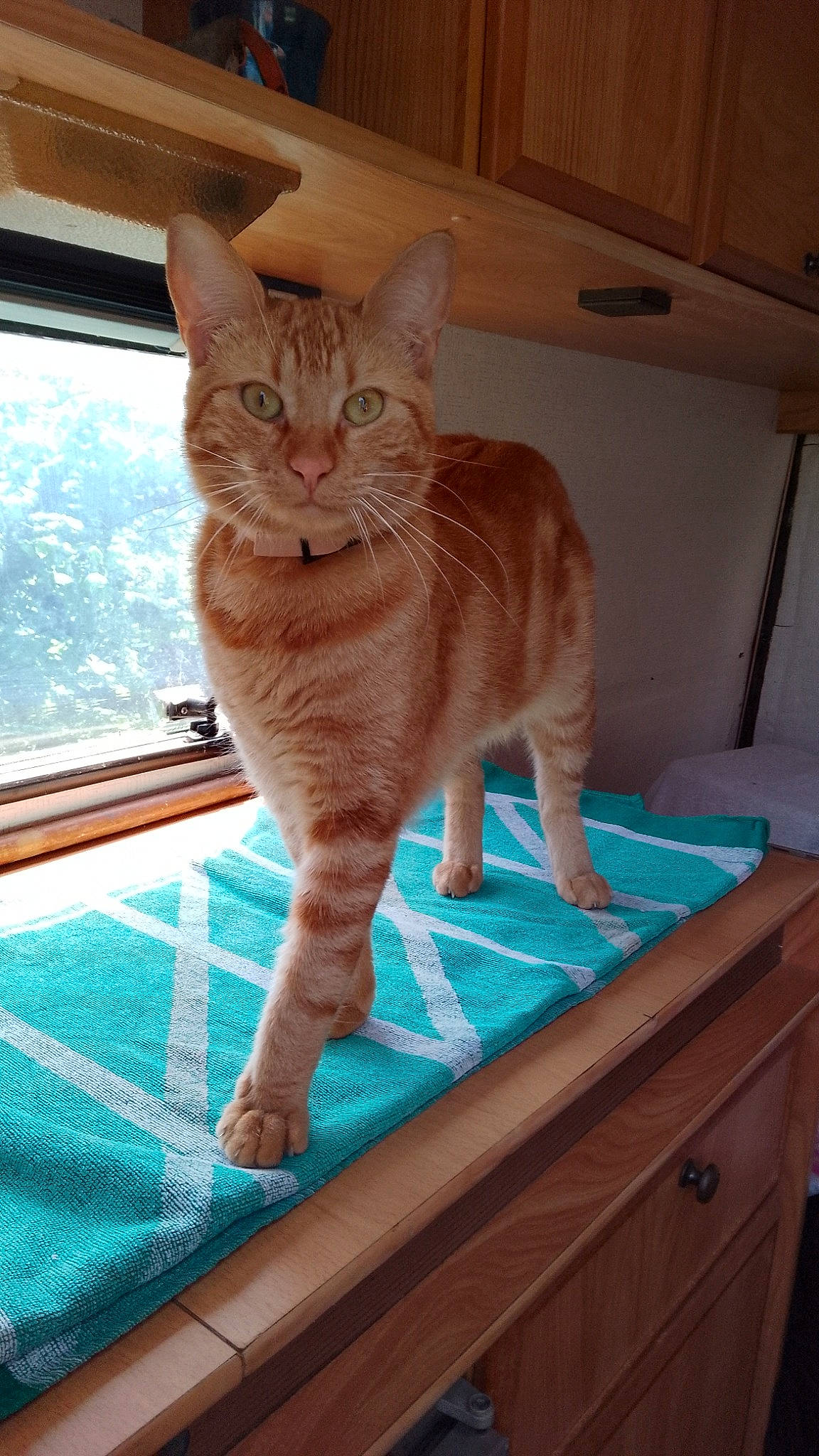 Garfield participe au concours pour gagner de l'argent avec cette photo : cabinetry, carnivore, cat, claw, comfort, domestic_short_haired_cat, drawer, fawn, felidae, flooring, fur, hardwood, pet_supply, small_to_medium_sized_cats, snout, tail, whiskers, window, wood, wood_stain