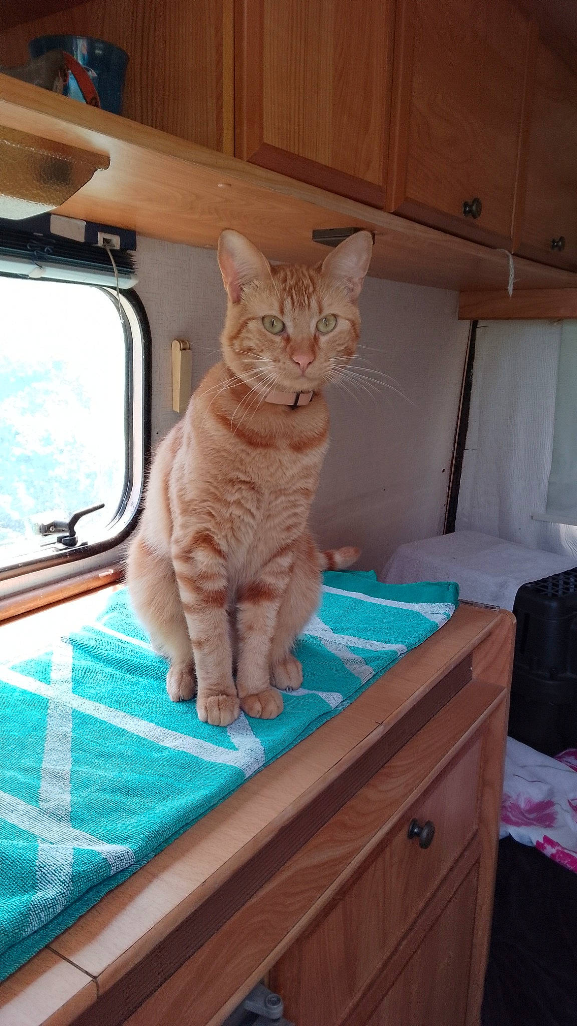 Garfield a rejoint le concours — aidez-le/la à gagner de superbes lots ! cabinetry, carnivore, cat, comfort, domestic_short_haired_cat, drawer, fawn, felidae, fur, hardwood, linens, pet_supply, rectangle, room, sitting, small_to_medium_sized_cats, tail, whiskers, window, wood