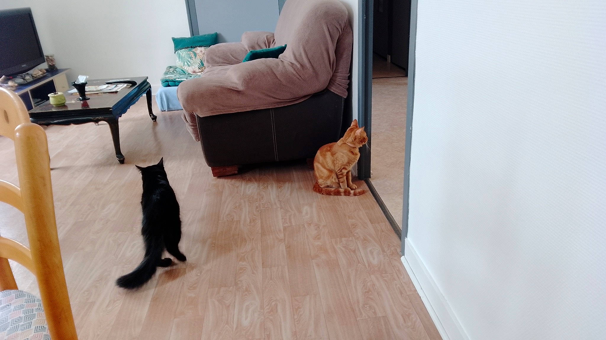 Garfield a rejoint le concours — aidez-le/la à gagner de superbes lots ! armrest, carnivore, cat, comfort, companion_dog, dog_breed, felidae, floor, flooring, foot, hardwood, human_leg, knee, laminate_flooring, sitting, small_to_medium_sized_cats, tail, wood, wood_flooring, wood_stain