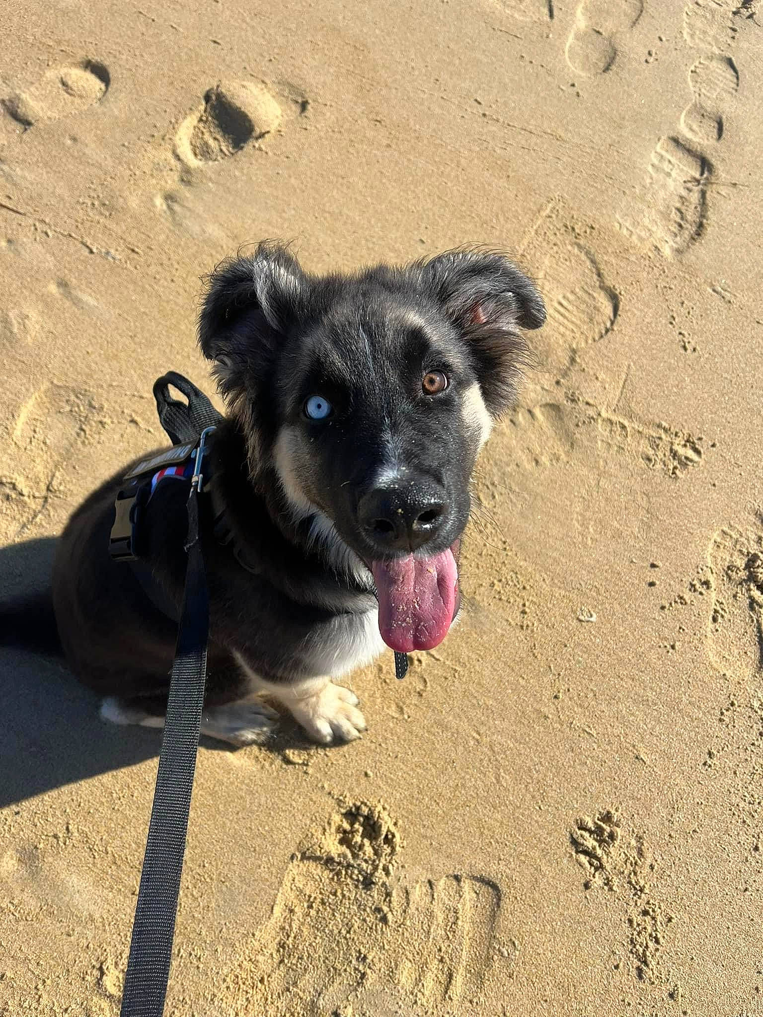 Ace is registered to the contest to win money with this photo: beach, canidae, carnivore, collar, companion_dog, dog, dog_breed, dog_collar, fawn, landscape, leash, paw, sand, shadow, snout, soil, sporting_group, street_dog, working_animal, working_dog