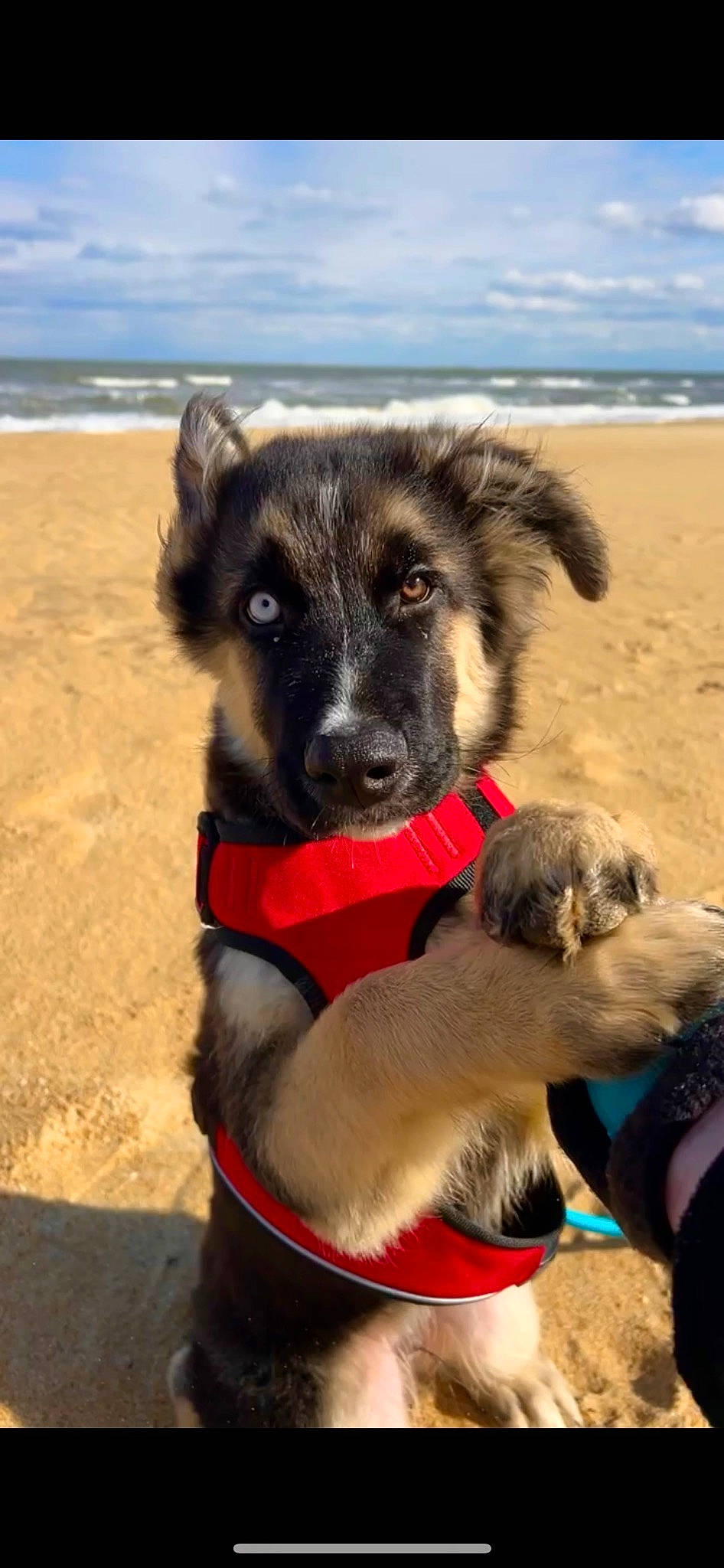 Ace is registered to the contest to win money with this photo: beach, blue, canidae, carnivore, cloud, collar, companion_dog, dog, dog_breed, dog_collar, dog_supply, fawn, fur, pet_supply, sky, snout, sporting_group, water, working_animal, working_dog