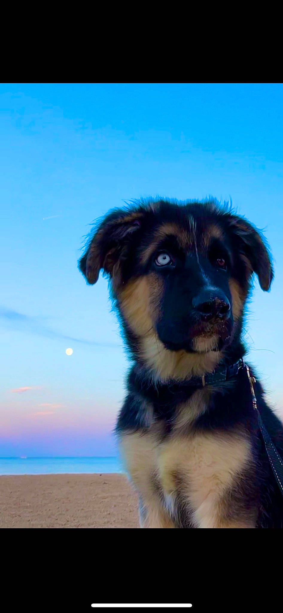 Ace is registered to the contest to win money with this photo: beach, canidae, carnivore, companion_dog, dog, dog_breed, dog_collar, electric_blue, fur, guard_dog, herding_dog, horizon, landscape, moon, sky, snout, sporting_group, water, working_animal, working_dog